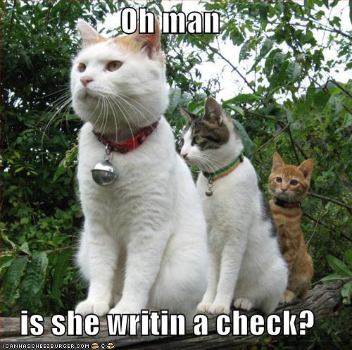 funny-pictures-cats-store-line-check.jpg