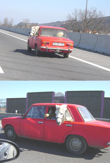 funny-horsepower.jpg