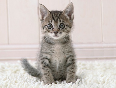 Kitten.jpg