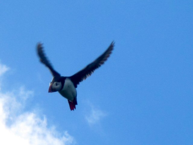 puffin.jpg