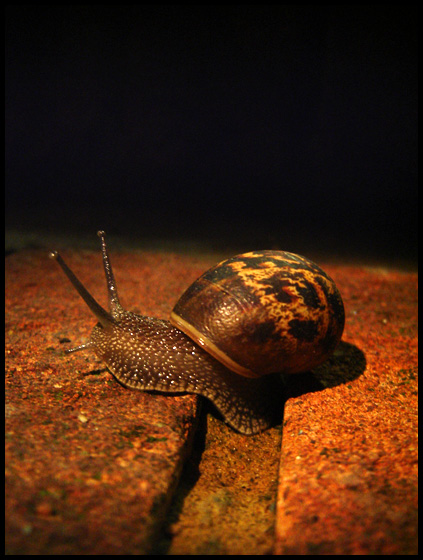 snail.jpg