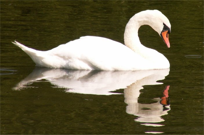 swan.jpg