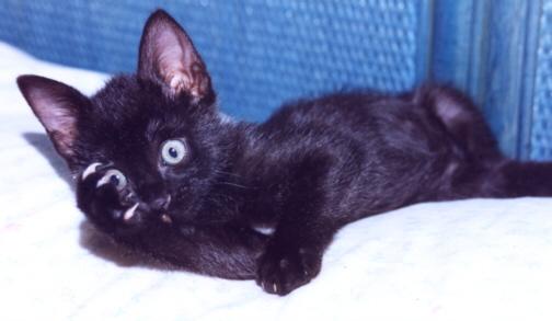 shocked cat.jpg