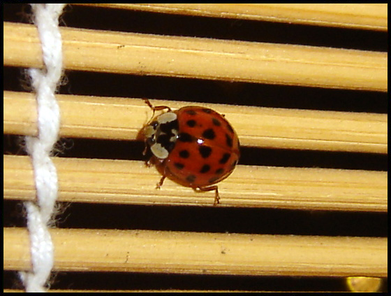 ladybird.jpg