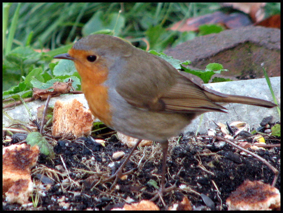 robin.jpg