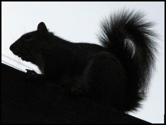 squirrel5.jpg