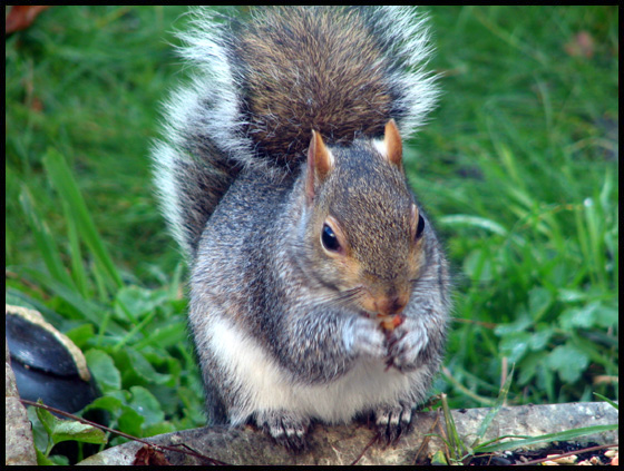 squirrel4.jpg