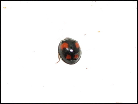 ladybird4.jpg